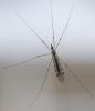 Tipula sp.